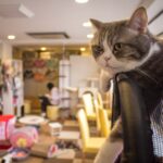 What should I name my cat cafe?