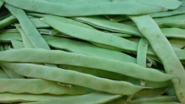 What's English of verde?