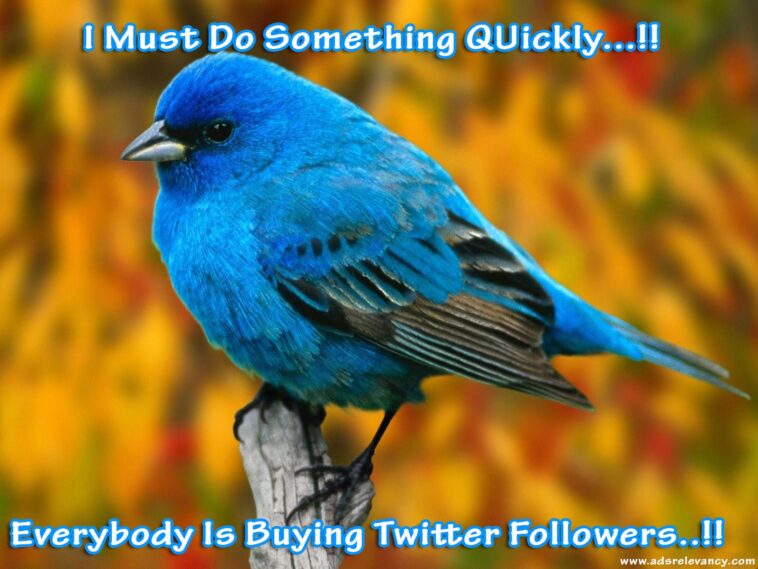 Whats cheaper link or Bird?