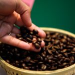 Where are the best coffee beans in the world?