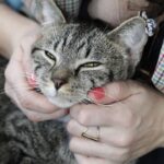 Where can I pet a cat in NYC?