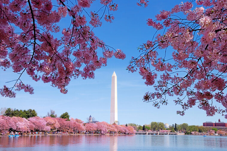 Where can I see cherry blossoms in Chicago?