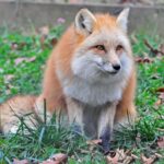 Where can you find black fox?