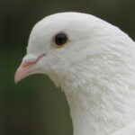 Where is the first La Colombe?