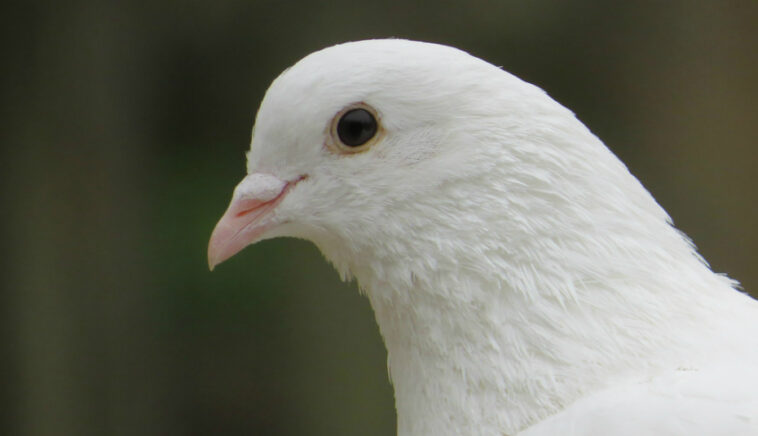 Where is the first La Colombe?