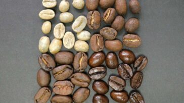 Which is better Arabica or Robusta?