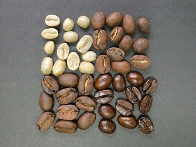 Which is better Arabica or Robusta?