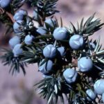 Which juniper berries are edible?