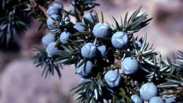 Which juniper berries are edible?