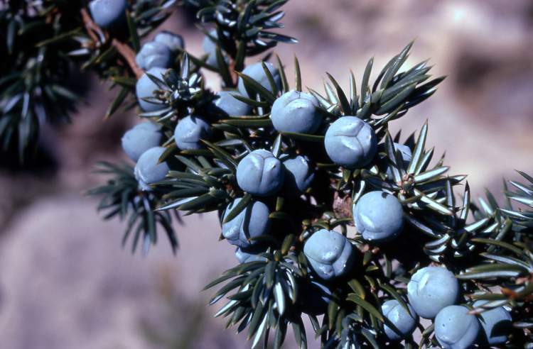 Which juniper berries are edible?