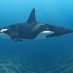 Who are stock whales?