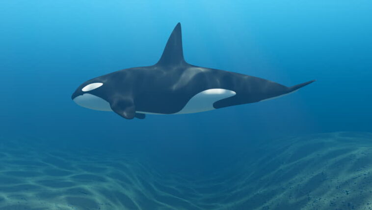 Who are stock whales?