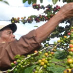 Who brought coffee to Philippines?