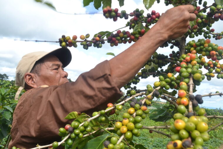Who brought coffee to Philippines?