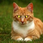 Why does Barbatos eyes glow red?