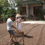 Why does Vietnam grow Robusta?