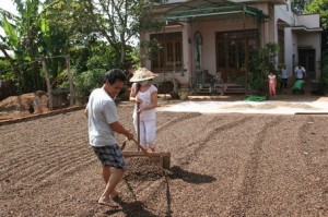 Why does Vietnam grow Robusta?