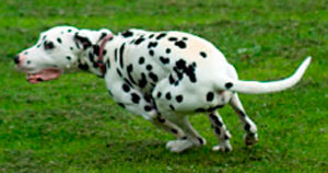 Why does my kite spin in circles?