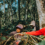 Why is coffee price increasing?