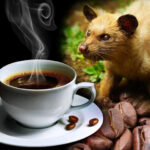 Why is weasel coffee so expensive?