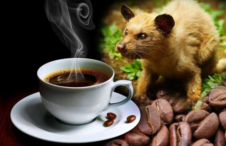 Why is weasel coffee so expensive?