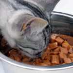 Why is wet cat food hard?