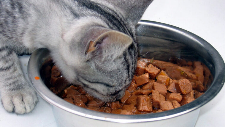 Why is wet cat food hard?