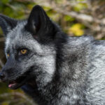 Will there be a black Fox 2?