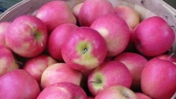 Are Pink Lady apples good for you?