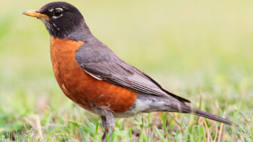 Are Robins Red Birds?