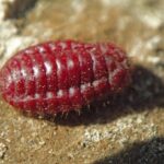 Are Skittles made from bugs?