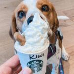 Are Starbucks Puppuccino free?