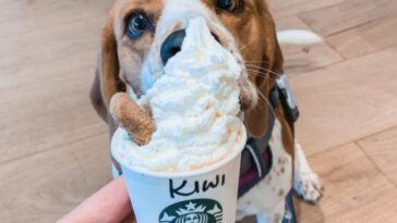 Are Starbucks Puppuccino free?