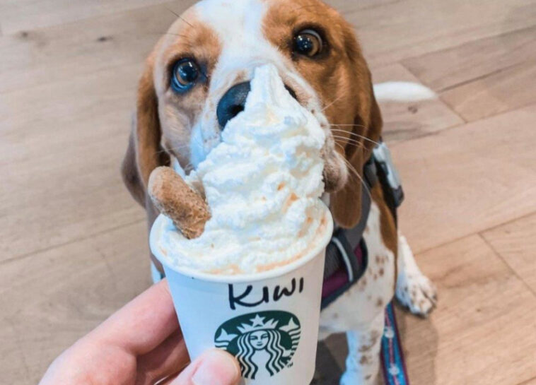 Are Starbucks Puppuccino free?