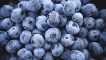 Are blueberries prebiotic?
