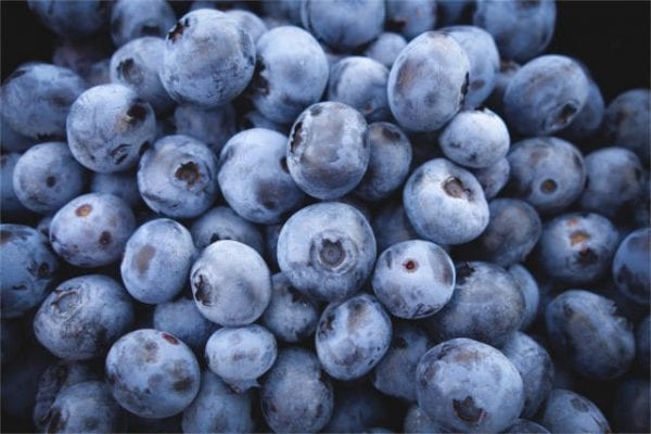 Are blueberries prebiotic?