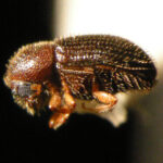 Are bugs in coffee?