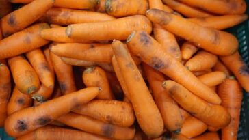 Are carrots bad to eat everyday?
