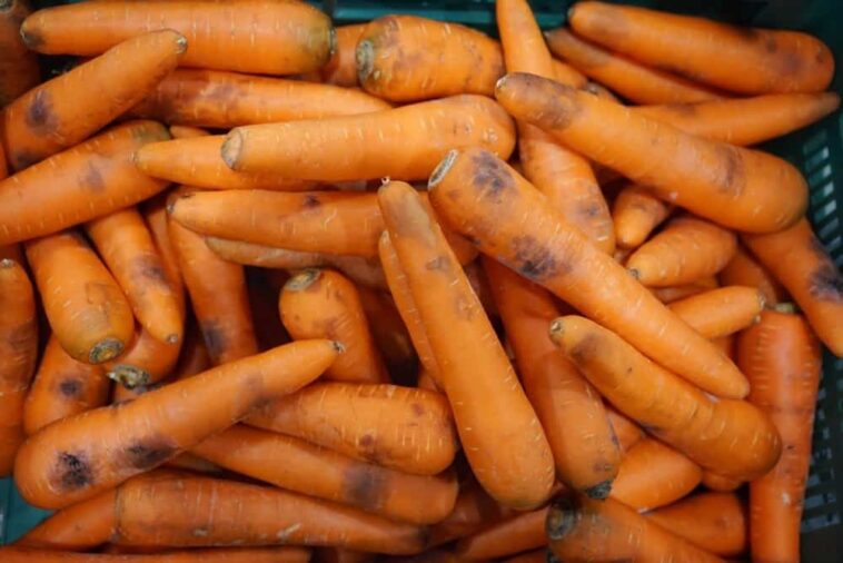 Are carrots bad to eat everyday?
