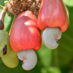 Are cashews legumes?