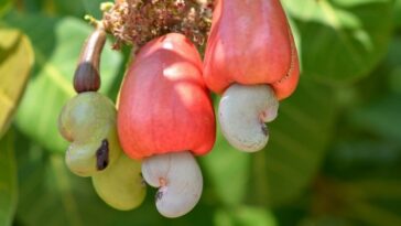 Are cashews legumes?