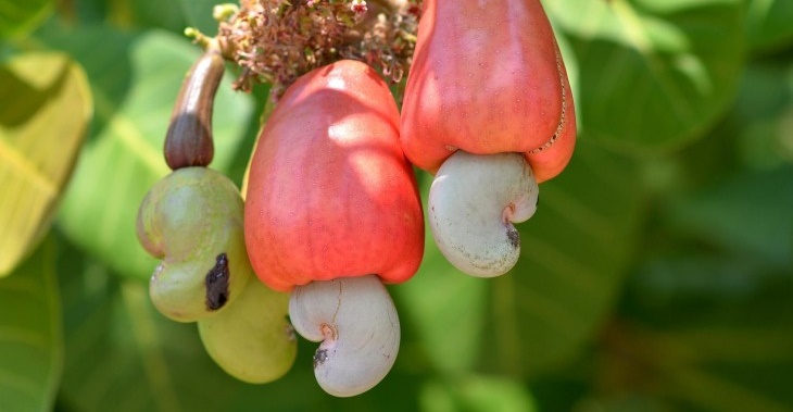 Are cashews legumes?