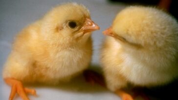 Are chicken nuggets made with baby chickens?