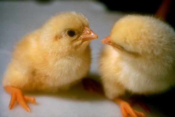 Are chicken nuggets made with baby chickens?