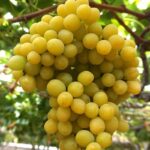 Are cotton candy grapes real?