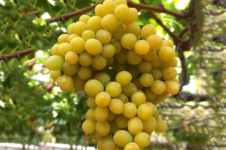 Are cotton candy grapes real?