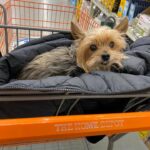 Are dogs allowed in Home Depot?