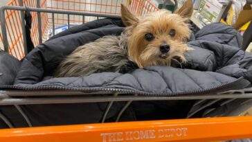 Are dogs allowed in Home Depot?