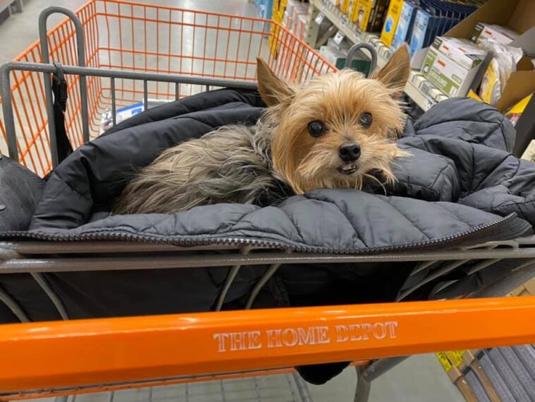 Are dogs allowed in Home Depot?