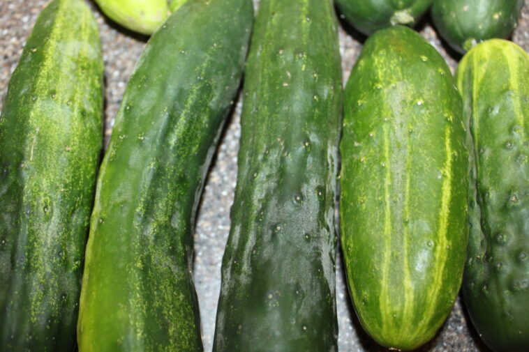 Are mini cucumbers and pickling cucumbers the same thing?